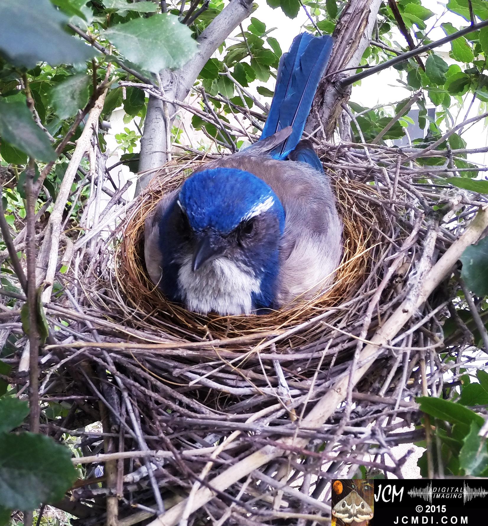 Scrub Jay Nest female on nest santa clarita jcmdi.com